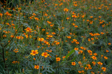 Flower of region of the Atlantic Forest. Minas Gerais Brazil