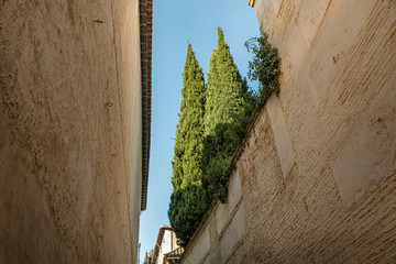View of two pines in a passage in Granada, Andalusia in Spain. Two pines in a narrow street inside...