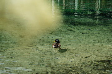 One duck in the lake of the Koenigssee (Königssee) in Bavaria, Germany