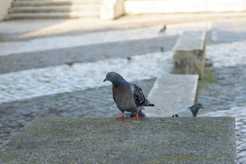 Pigeon on cement table in the park next to the beach