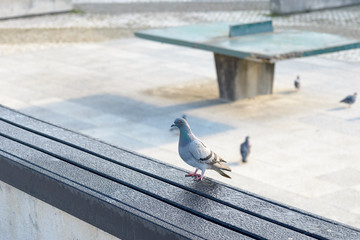 Pigeon on cement table in the park next to the beach
