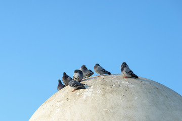Pigeon on round cement roof in the park next to the beach