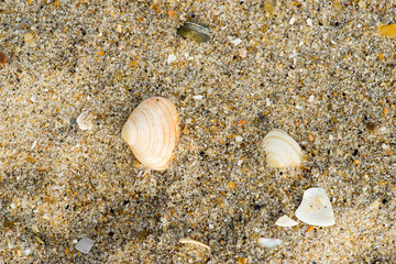 shells on the beach sand