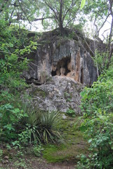 little cave in forest