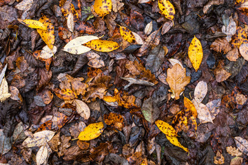 autumn leaves background