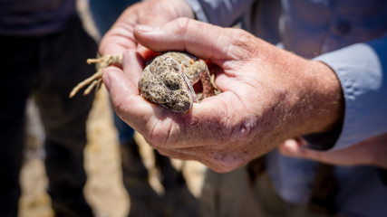 Mojave fringe-toed lizard getting hold and biting human skin in the Mojave desert, USA