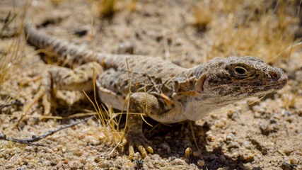 Mojave fringe-toed lizard in the Mojave desert, USA