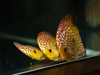 Nice discus fish named Symphysodon in bright red, yellow and orange colours 