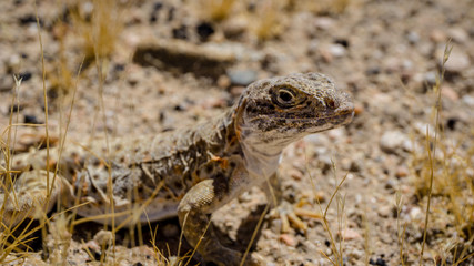 Mojave fringe-toed lizard in the Mojave desert, USA