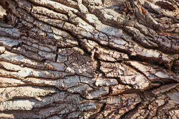 close up bark of a tree as texture