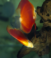 Nice discus fish named Symphysodon in bright red, yellow and orange colours 