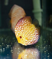Nice discus fish named Symphysodon in bright red, yellow and orange colours 