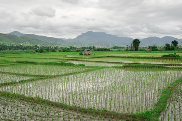 Fototapeta na wymiar Traditional rice field in Northern Thailand on a cloudy day