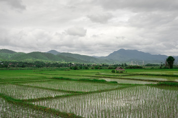 Obraz premium Traditional rice field in Northern Thailand on a cloudy day