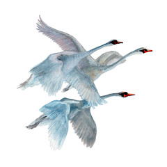 Swans isolated on white background. Watercolor. Illustration. 
