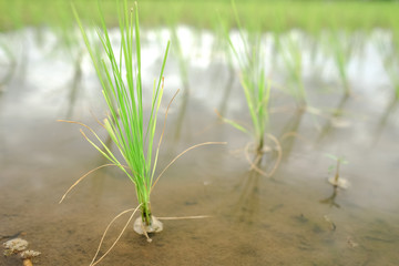 Obraz premium Traditional rice field up close in Northern Thailand on a cloudy day