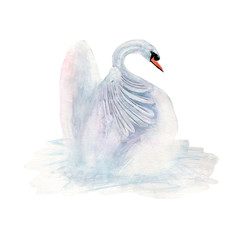 Swans isolated on white background. Watercolor. Illustration. 