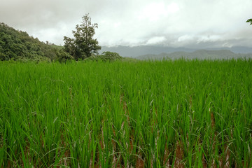 Traditional rice field in Northern Thailand on a cloudy day