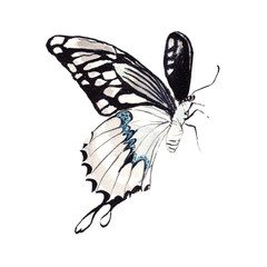 Butterfly watercolor clip art for wedding invitation or greeting cards.Butterfly watercolor on white background.