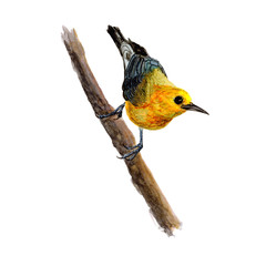 Bird.colorful watercolor bird isolated on white background, natural illustration, watercolor bird collection.
