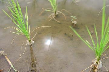 Traditional rice field in Northern Thailand on a cloudy day