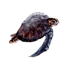 Turtle.Sea turtle isolated on white background.  Illustration. Watercolor. Picture. Image