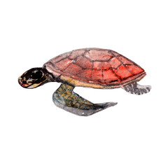 Turtle.Sea turtle isolated on white background.  Illustration. Watercolor. Picture. Image