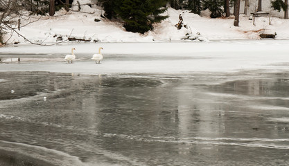 Pair of swans at the frozen Sompunt lake - La Villa, Bolzano, Italy