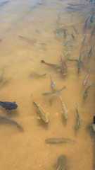 Group of carp in the yellow lake at Lake Mead, Arizona