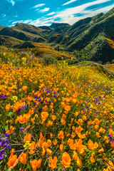 MARCH 15, 2019 - LAKE ELSINORE, CA, USA - "Super Bloom" California Poppies in Walker Canyon outside of Lake Elsinore, Riverside County, CA © spiritofamerica