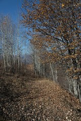 Obraz premium Mountain forest village in autumn. Autumn mountain village view