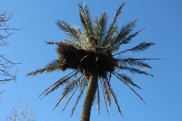 palm tree