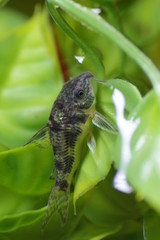 コリドラス（青コリドラス）　熱帯魚