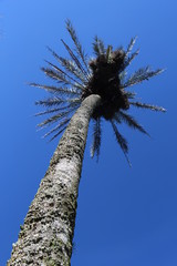 palm tree against blue sky