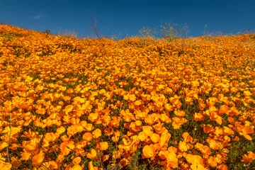 Deurstickers Oranje 15 maart 2019 - LAKE ELSINORE, CA, VS - &quot Super Bloom&quot  California Poppies in Walker Canyon buiten Lake Elsinore, Riverside County, CA