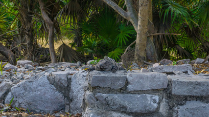Obraz premium Iguana in front of the maya ruins in Tulum, Yucatan, Mexico
