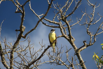 bird on a branch