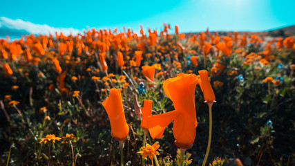 Bright orange California Pobby (Eschscholzia) in the Antelope Valley, California, USA