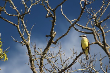 bird on branch