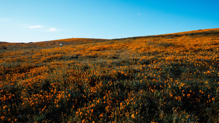 Bright orange California Pobby (Eschscholzia) in the Antelope Valley, California, USA