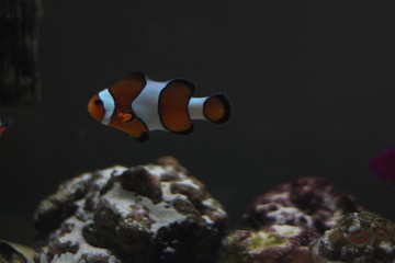 fish in aquarium