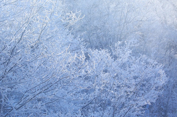 霧氷の森	