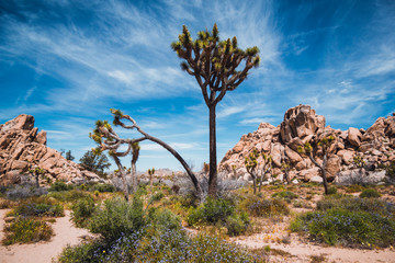 Fototapeta na wymiar Joshua trees in the Joshua Tree National Park, California, USA
