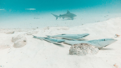 Three 3 common remora remora in front of shark in Playa del Carmen, Quintana Roo, Mexico