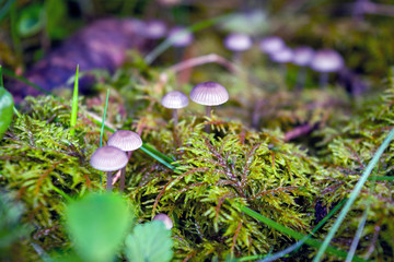 Forest mushroom on a blurred natural background close-up.