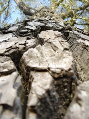 bark of tree