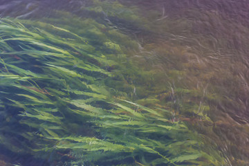 river stream and grass growing at the bottom.