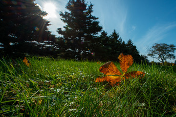 A large chestnut leaf among tall green grass with trees in the background under blue sky.