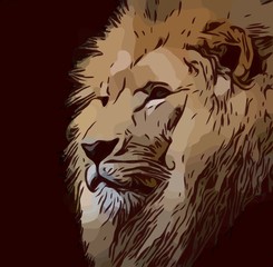 Lion Illustration