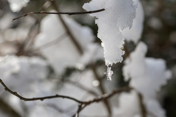 A piece of ice hangs from the branches of a tree. Winter nature.